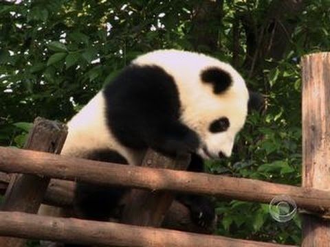 Conservationists fight to save giant panda in China